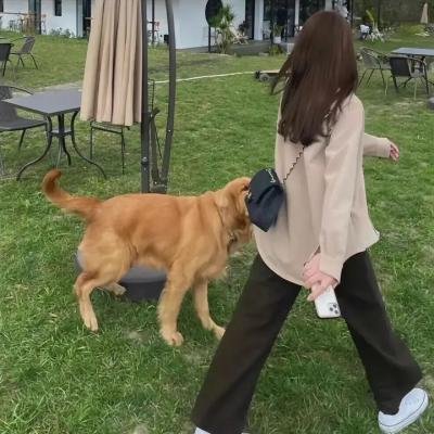 虚拟情人